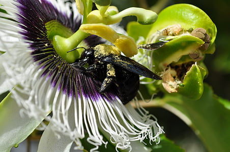 flor, Escarabajo de la, amarillo, flor de pasion, naturaleza, planta, Close-up