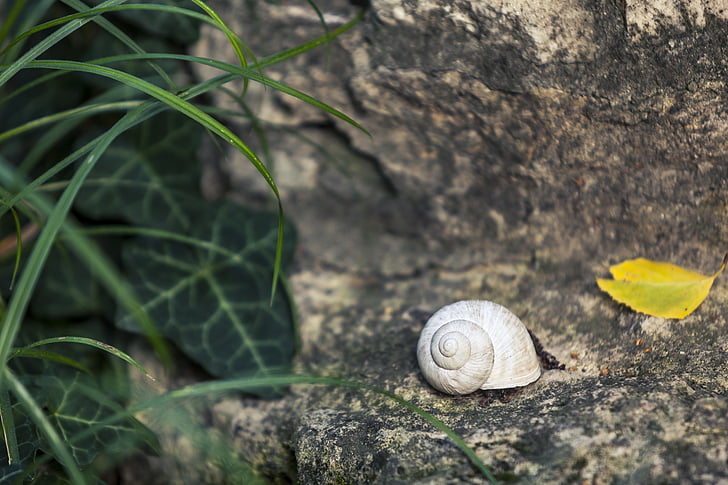 snail, shell, nature, animal, slow, spiral, still life