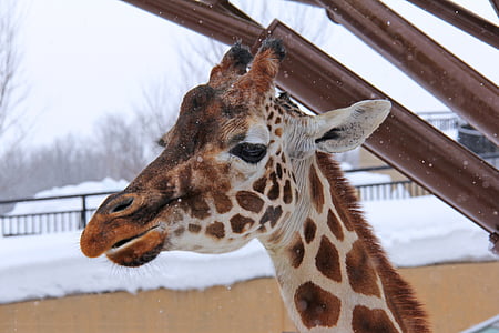 žirafa, žiemą, šaldymo, sniego, žavinga, Hokkaido, Azija