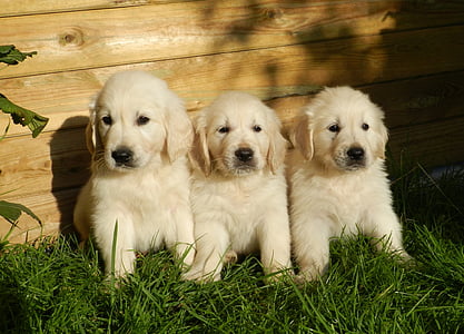 puppies, golden retriever, cute, animal, dog, domestic animal, pets
