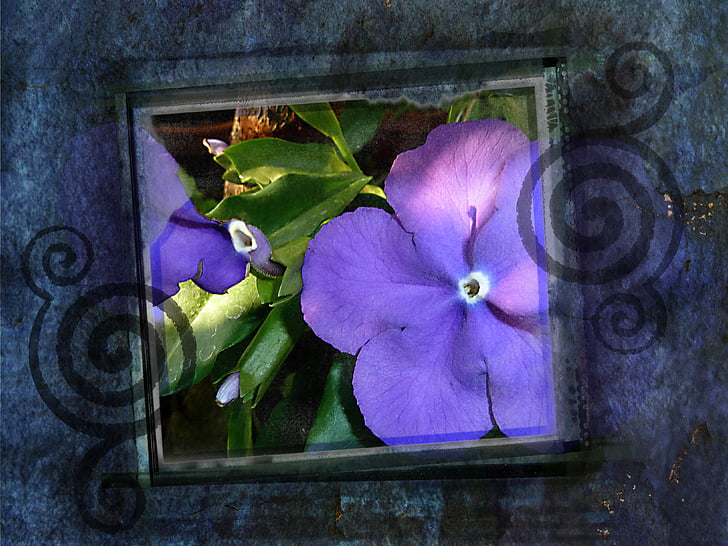 purple, flowers, framed, embellishment, texture, artwork, ornament
