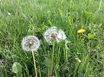 dandelion, meadow, nature, macro, close, grass, spring