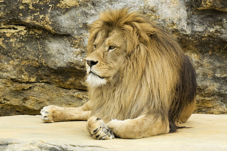 Lauva, klints, krēpes, vienam dzīvniekam, dzīvnieku motīvi, savvaļas dzīvniekiem, diena