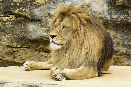 Лев, рок, Мане, одна тварина, тварина темами, тварин в дикій природі, день