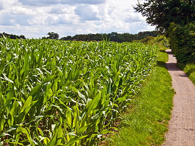 field, arable, green, corn, cereals, landscape, nature