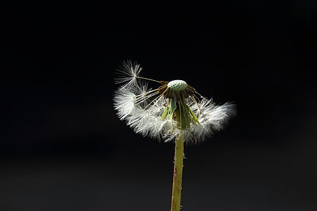 dandelion, spring, back light, flying seeds
