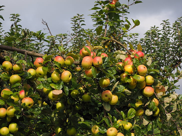 elma, meyve, Kırmızı, Frisch, elma ağacı, sağlıklı, Vitaminler