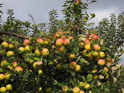 애플, 과일, 레드, 프리슈, 사과 나무, 건강 한, 비타민