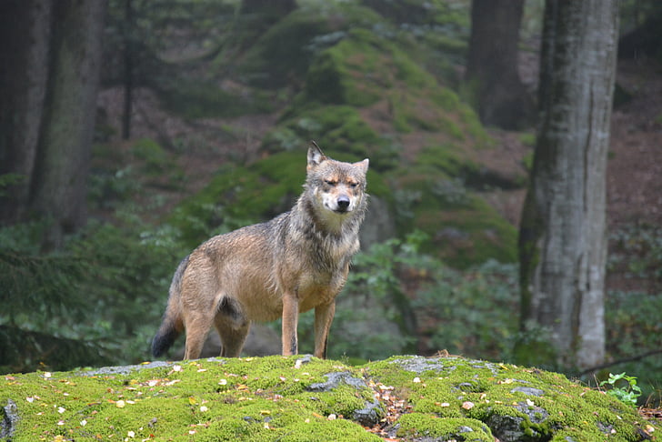 Wolf, bayerske nationalpark, Alfa hund, Predator, vilde, skov, dyr