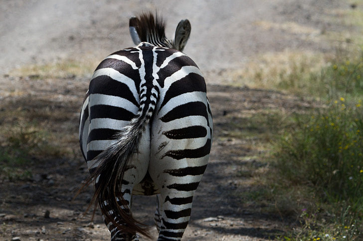 Zebra, Národní park, Lake nakuru, Afrika, Keňa, Příroda, východní Afrika