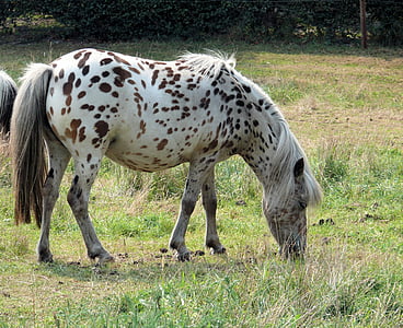 động vật, con ngựa, dotty, vùng nông thôn, Meadow