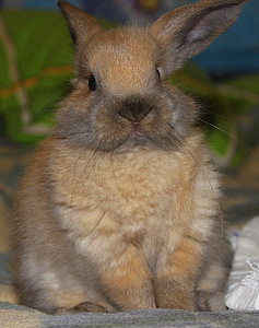 rabbit, hare, animal, ears, pets, fur, stroll