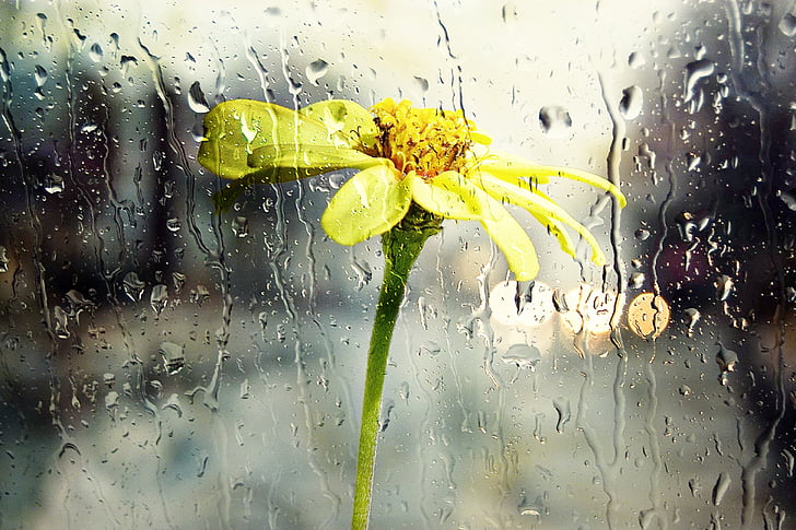 rain, wet, window, glass yellow, flower, nature, weather