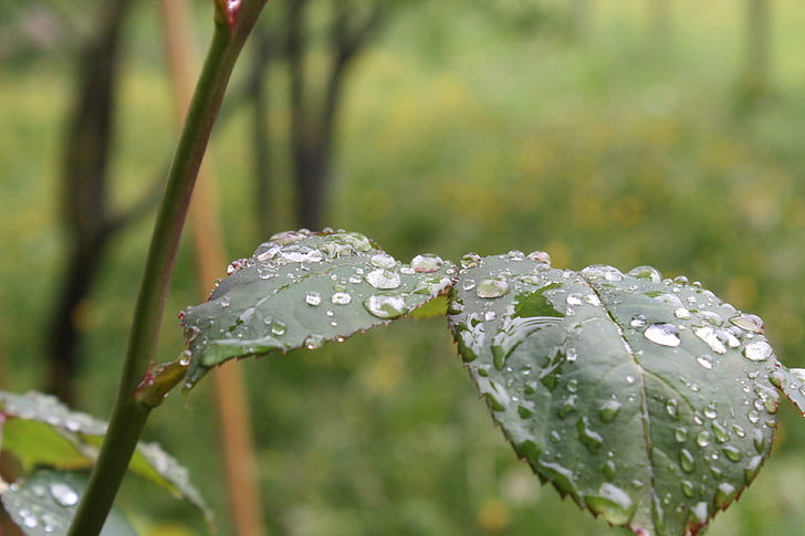 Rosenblatt, natur, regn, dråpe vann, regndråpe, makro