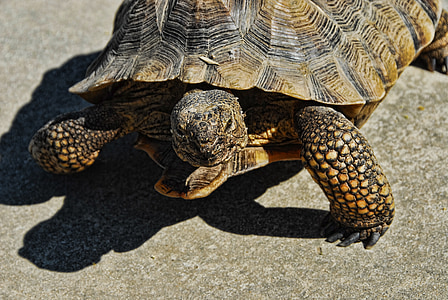 desert tortoise, 36 inch, rescue tortoise