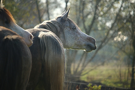 horse, mold, neigh, thoroughbred arabian, horse head, mare, mane