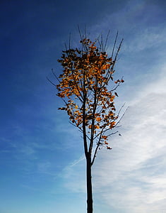 naturaleza, la Copa del árbol, cielo, árbol, otoño, colores, árbol de hoja caduca
