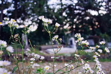 trắng, cánh hoa, Hoa, màu xanh lá cây, Thiên nhiên, nhà máy, Sân vườn