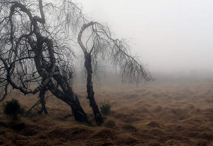 мъгла, Есен, природата, растителна, ливада, настроение, атмосфера