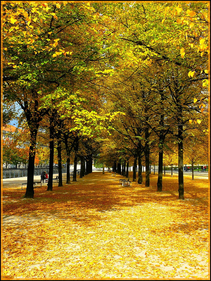 podzim, padajícího listí, zlatý podzim, listy, listy na podzim, stromy, barevné