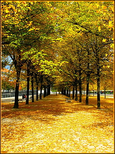 autunno, fogliame di caduta, autunno dorato, foglie, foglie in autunno, alberi, colorato