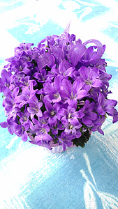 花, 紫, 紫色の花, 紫色の花, 日光, 工場, 花