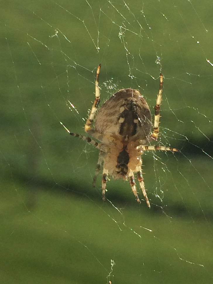 laba-laba, Cobweb, India musim panas