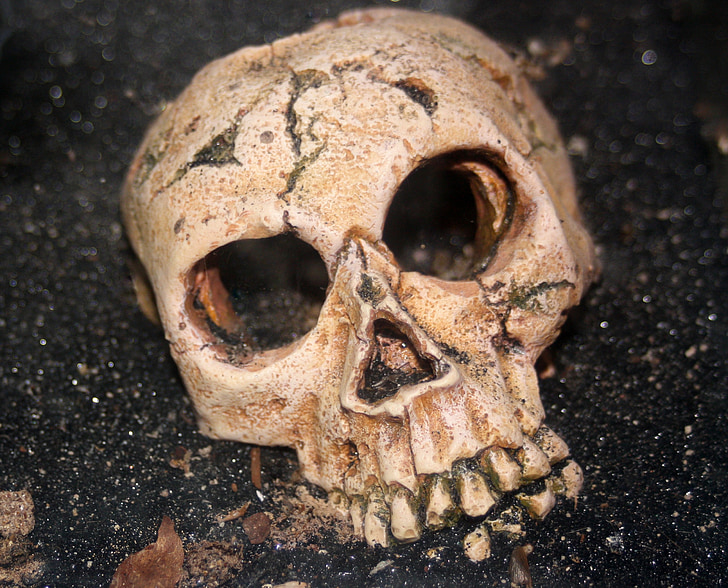 crâne, squelette, humaine, Halloween, horreur, chair de poule, mort