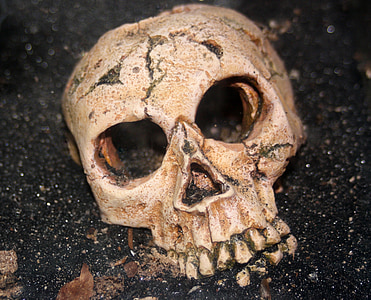 skull, skeleton, human, halloween, horror, spooky, death