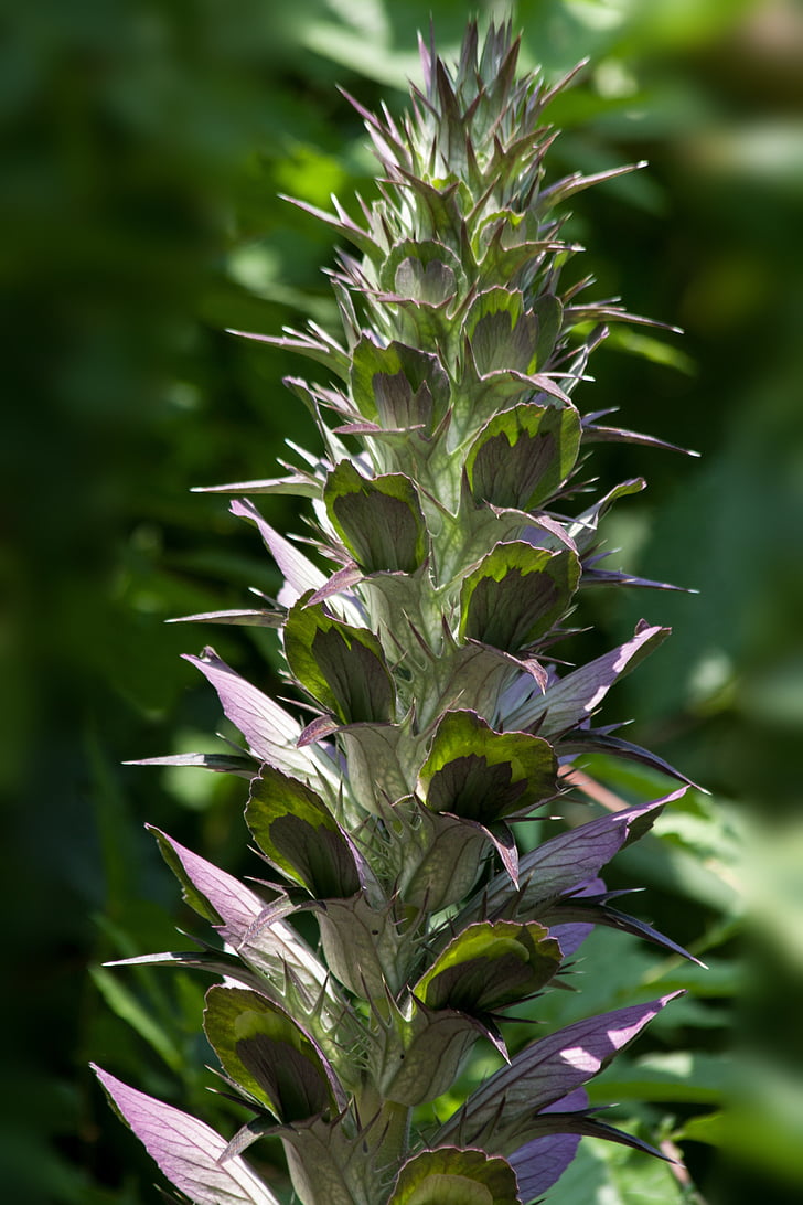 acanthus, acanthaceae, hogweed, flora, plant, green, violet