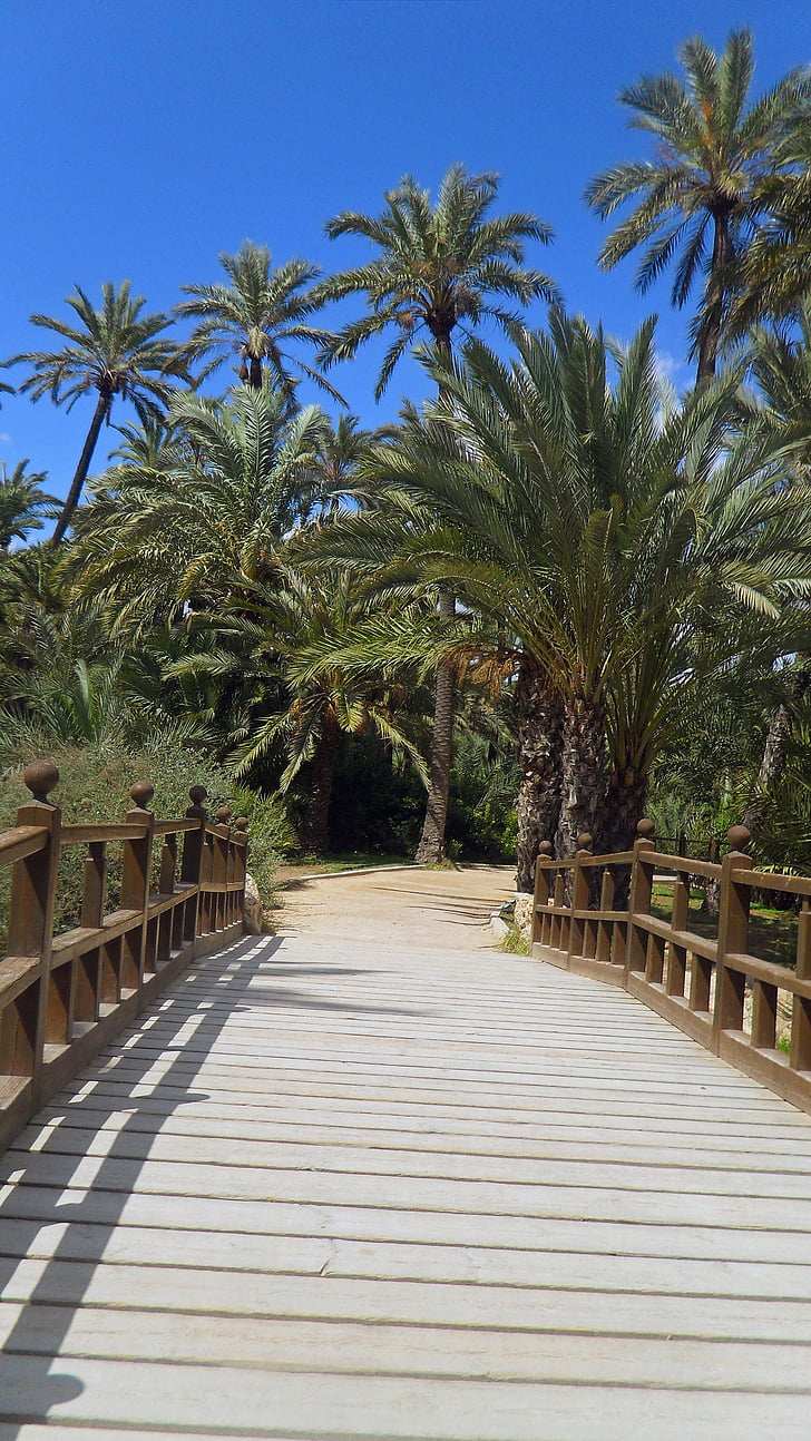 Palmen, Brücke, Spanien, Sommer, Holz, Urlaub, Wald