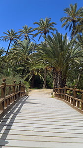 палмови дървета, мост, Испания, лято, дървен материал, празник, гора