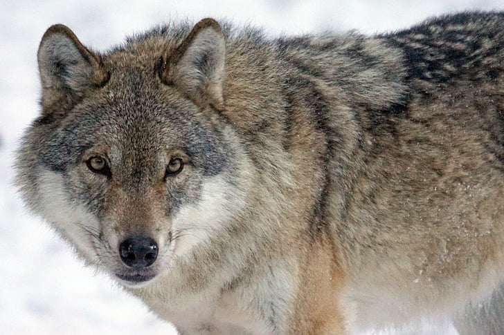 Wolf, Predator, kiskjaliste, Canis lupus, Pack looma, tähelepanu, sotsiaalse