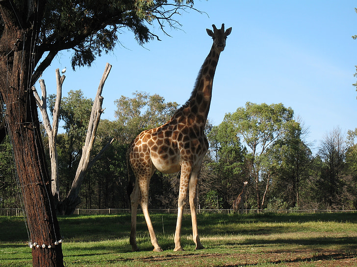 girafe, animal, sauvage, faune, Tall, en captivité, captivité