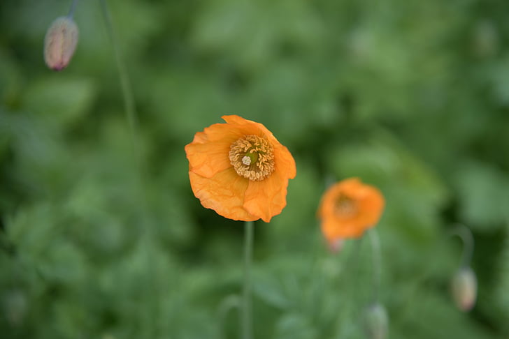 poppy, orange, natural, flower