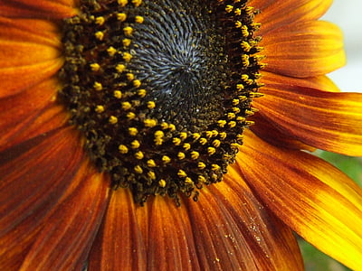 bunga matahari, bunga musim panas, Blossom, mekar, Orange