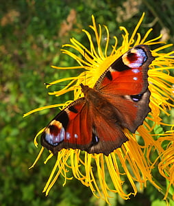 vlinder, bloem, zomer, insect, Floral, Tuin, één dier