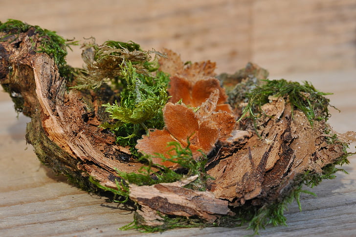 beech nuts, wood, moss, bark, deco, nature, leaf