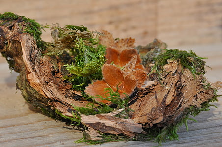 tuercas de la haya, madera, Moss, corteza, Deco, naturaleza, hoja