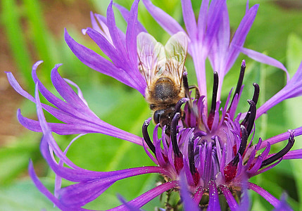 метличина, пчела, ливада, цвете, лилаво, синьо