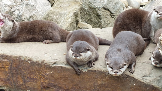 otters, animals, zoo