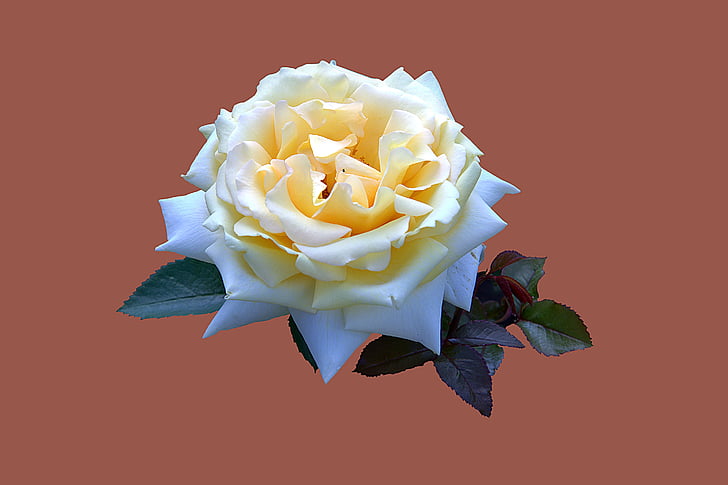 Бад Киссинген, Розовый сад, Роза, роза цветок, закрыть, Благородное розовое зимнее солнце, цветной фон