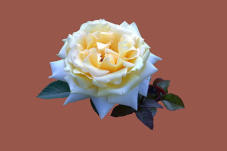 Bad kissingen, Rožni vrt, Rose, vrtnice cvet, blizu, plemenito rose zimskem soncu, barve ozadja