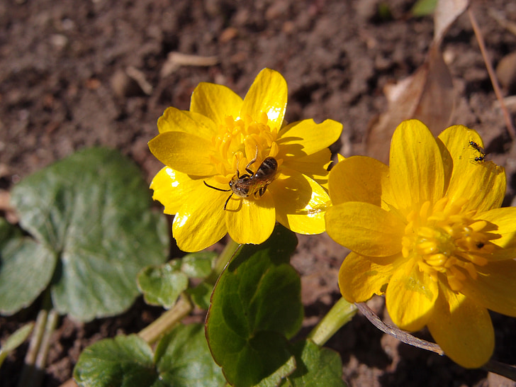 květiny, žluté květy, jaro, hmyz, včela, žlutá, jarní květiny