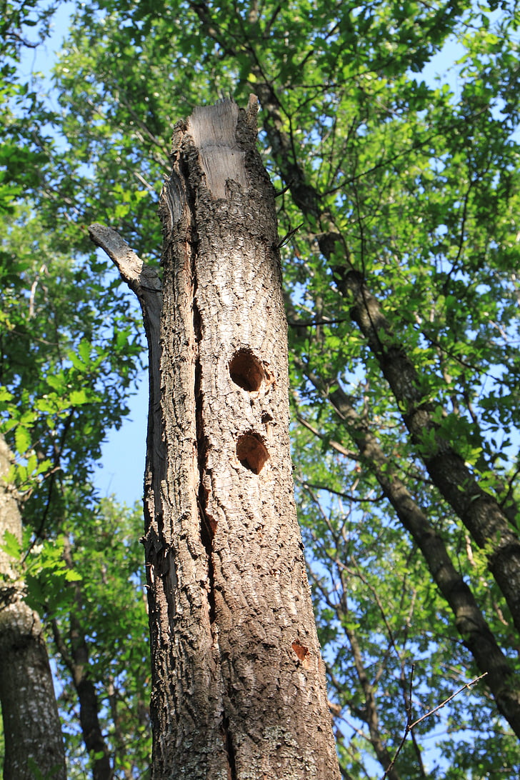 forest, holes, oak, tree, woodpeckers, nature