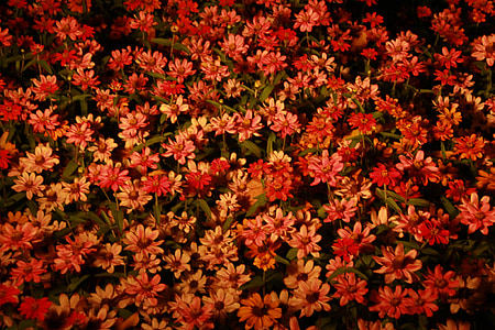 flowers, night, orange, nature, backgrounds, plant, flower