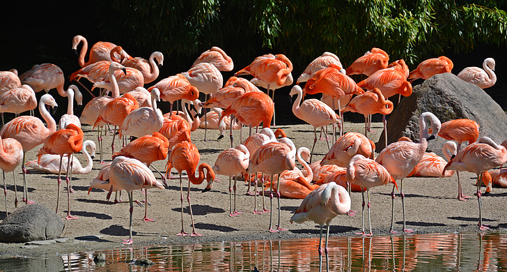 Flamingo, putns, rozā flamingo, daba, dzīvnieku, spalva, rozā