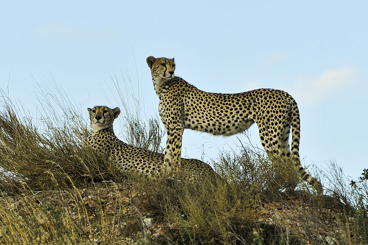cheetahs, watching, resting, wildlife, cat, big, serengeti
