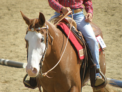 häst, Rider, tävlingar, porträtt, västra, konkurrens, säte