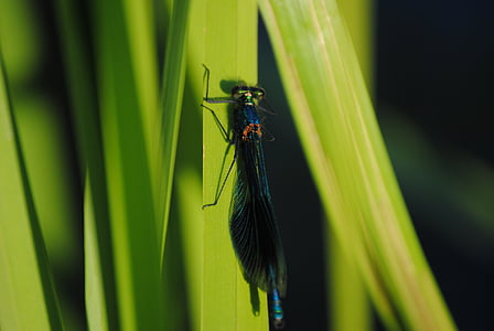 Closeup, Dragonfly, zelená, hmyz, křídla, Příroda, zvíře